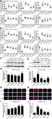 Berberine Alleviate Cisplatin-Induced Peripheral Neuropathy by Modulating Inflammation Signal via TRPV1